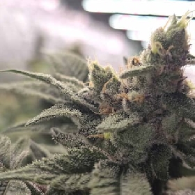 Crazy Banana > Bask Triangle Farms